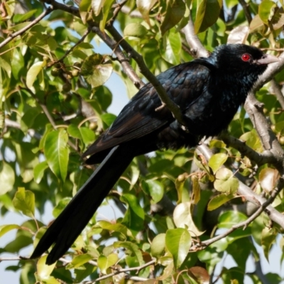 Eudynamys orientalis (Pacific Koel) at Harrison, ACT - 15 Dec 2022 by DPRees125