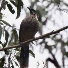 Anthochaera carunculata (Red Wattlebird) at Bungonia National Park - 18 Oct 2022 by GlossyGal