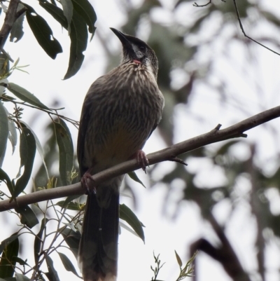 Anthochaera carunculata (Red Wattlebird) at Bungonia, NSW - 18 Oct 2022 by GlossyGal