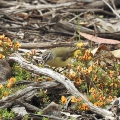 Acanthiza chrysorrhoa (Yellow-rumped Thornbill) at Bungonia National Park - 18 Oct 2022 by GlossyGal