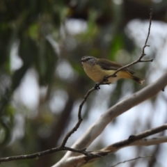 Acanthiza chrysorrhoa at Bungonia, NSW - 18 Oct 2022