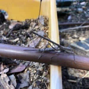 Zaprochilus australis at Belconnen, ACT - 19 Dec 2022