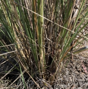 Eragrostis curvula at Belconnen, ACT - 20 Dec 2022 04:28 PM