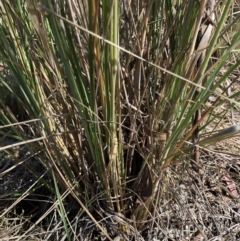 Eragrostis curvula (African Lovegrass) at Belconnen, ACT - 20 Dec 2022 by jgiacon
