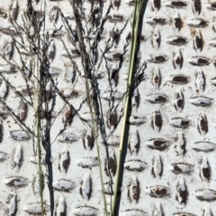 Eragrostis curvula at Belconnen, ACT - 20 Dec 2022
