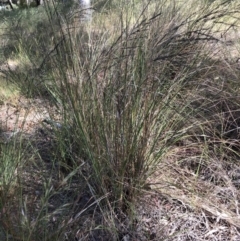 Eragrostis curvula at Belconnen, ACT - 20 Dec 2022 04:28 PM