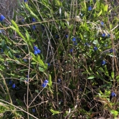 Billardiera heterophylla (Western Australian Bluebell Creeper) at Aranda, ACT - 17 Dec 2022 by jgiacon