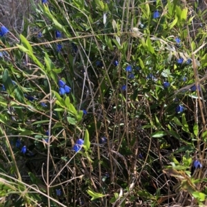 Billardiera heterophylla at Aranda, ACT - 18 Dec 2022