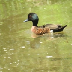 Anas castanea (Chestnut Teal) at Barton, ACT - 17 Dec 2022 by TomW