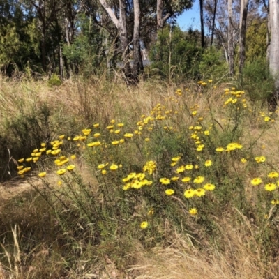 Xerochrysum viscosum (Sticky Everlasting) at Aranda, ACT - 17 Dec 2022 by jgiacon