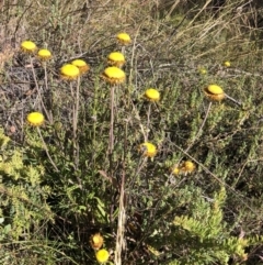 Coronidium oxylepis subsp. lanatum (Woolly Pointed Everlasting) at Aranda Bushland - 17 Dec 2022 by JohnGiacon