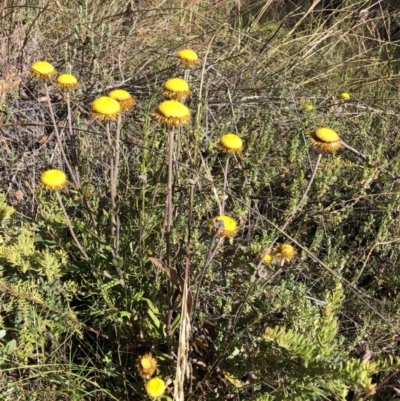 Coronidium oxylepis subsp. lanatum (Woolly Pointed Everlasting) at Aranda Bushland - 18 Dec 2022 by JohnGiacon