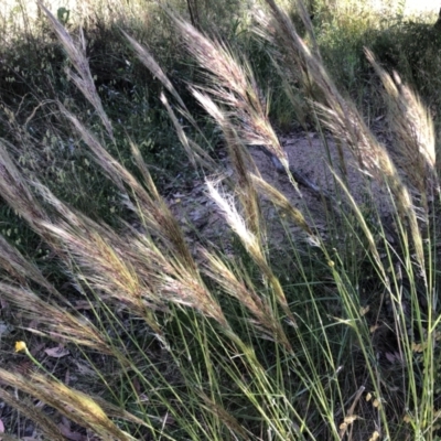 Austrostipa densiflora (Foxtail Speargrass) at Molonglo Valley, ACT - 18 Dec 2022 by JohnGiacon