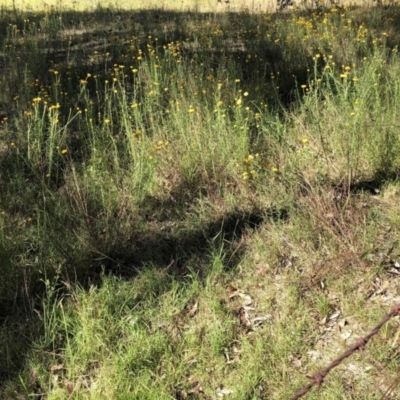 Xerochrysum viscosum (Sticky Everlasting) at Molonglo Valley, ACT - 18 Dec 2022 by JohnGiacon