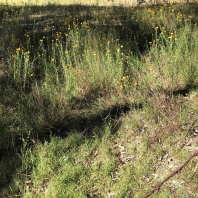 Xerochrysum viscosum (Sticky Everlasting) at Molonglo Valley, ACT - 17 Dec 2022 by jgiacon