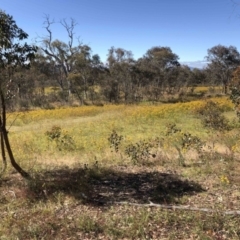 Hypericum perforatum (St John's Wort) at Molonglo Valley, ACT - 17 Dec 2022 by JohnGiacon