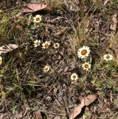 Tolpis barbata (Yellow Hawkweed) at Aranda Bushland - 17 Dec 2022 by JohnGiacon