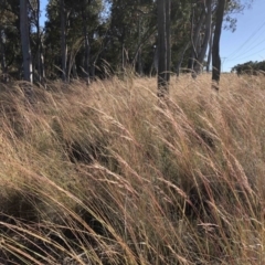 Rytidosperma pallidum (Red-anther Wallaby Grass) at Black Mountain - 17 Dec 2022 by JohnGiacon