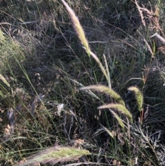 Austrostipa densiflora (Foxtail Speargrass) at Aranda, ACT - 17 Dec 2022 by jgiacon