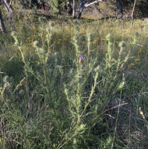 Cirsium vulgare at Aranda, ACT - 18 Dec 2022 07:44 AM