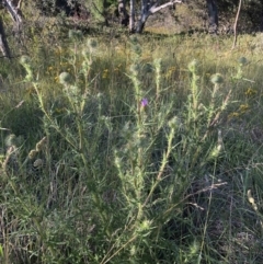 Cirsium vulgare (Spear Thistle) at Aranda, ACT - 17 Dec 2022 by jgiacon