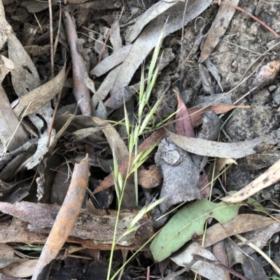 Rytidosperma sp. (Wallaby Grass) at Bruce, ACT - 17 Dec 2022 by jgiacon