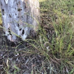 Rytidosperma sp. at Bruce, ACT - 18 Dec 2022