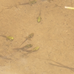 Litoria verreauxii alpina (Alpine Tree-frog) at Mount Clear, ACT - 18 Dec 2022 by A.mitchell