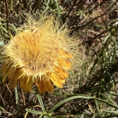 Xerochrysum viscosum at Stromlo, ACT - 19 Dec 2022 05:43 PM