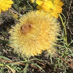 Xerochrysum viscosum at Stromlo, ACT - 19 Dec 2022 05:43 PM