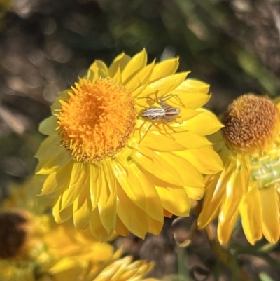 Oxyopes sp. (genus) (Lynx spider) at Stromlo, ACT - 19 Dec 2022 by JimL