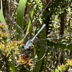 Griseargiolestes intermedius (Alpine Flatwing) at Paddys River, ACT - 20 Dec 2022 by Pirom