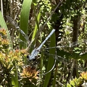 Griseargiolestes intermedius at Paddys River, ACT - 20 Dec 2022