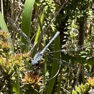 Griseargiolestes intermedius (Alpine Flatwing) at Paddys River, ACT - 20 Dec 2022 by Pirom