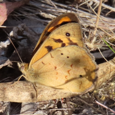Heteronympha merope (Common Brown Butterfly) at Jerrabomberra, ACT - 20 Dec 2022 by MatthewFrawley