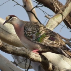 Phaps chalcoptera (Common Bronzewing) at Jerrabomberra, ACT - 20 Dec 2022 by MatthewFrawley