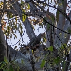 Callocephalon fimbriatum (Gang-gang Cockatoo) at Phillip, ACT - 20 Dec 2022 by dougsky