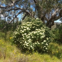 Cassinia longifolia at Theodore, ACT - 18 Dec 2022 02:44 PM