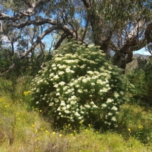 Cassinia longifolia at Theodore, ACT - 18 Dec 2022