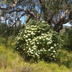 Cassinia longifolia at Theodore, ACT - 18 Dec 2022 02:44 PM