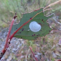 Lasiopsylla sp. (genus) at Jerrabomberra, ACT - 20 Dec 2022