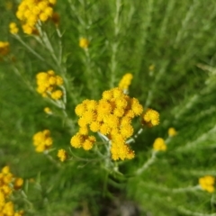 Chrysocephalum semipapposum (Clustered Everlasting) at Chisholm, ACT - 18 Dec 2022 by RomanSoroka