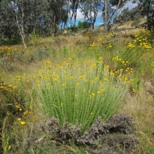 Chrysocephalum semipapposum at Chisholm, ACT - 18 Dec 2022