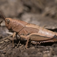 Percassa rugifrons (Mountain Grasshopper) at Kosciuszko National Park - 19 Dec 2022 by patrickcox