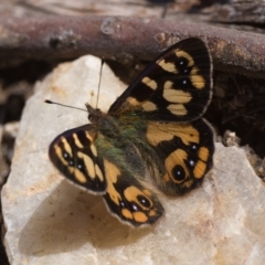 Argynnina cyrila (Forest Brown, Cyril's Brown) at Kosciuszko National Park, NSW - 19 Dec 2022 by patrickcox