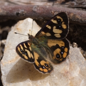 Argynnina cyrila at Kosciuszko National Park, NSW - 19 Dec 2022