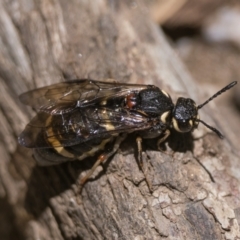 Perginae sp. (subfamily) (Unidentified pergine sawfly) at Kosciuszko National Park - 19 Dec 2022 by patrickcox