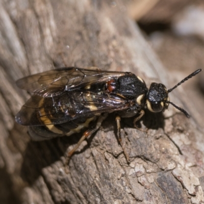 Perginae sp. (subfamily) (Unidentified pergine sawfly) at Kosciuszko National Park, NSW - 19 Dec 2022 by patrickcox