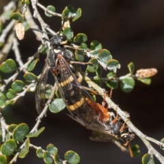 Cerealces scutellata at Kosciuszko National Park, NSW - 19 Dec 2022