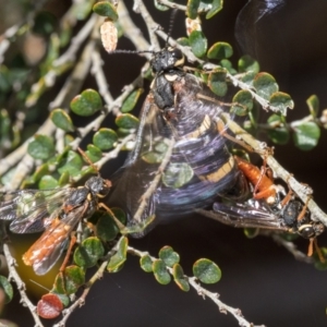 Cerealces scutellata at Kosciuszko National Park, NSW - 19 Dec 2022